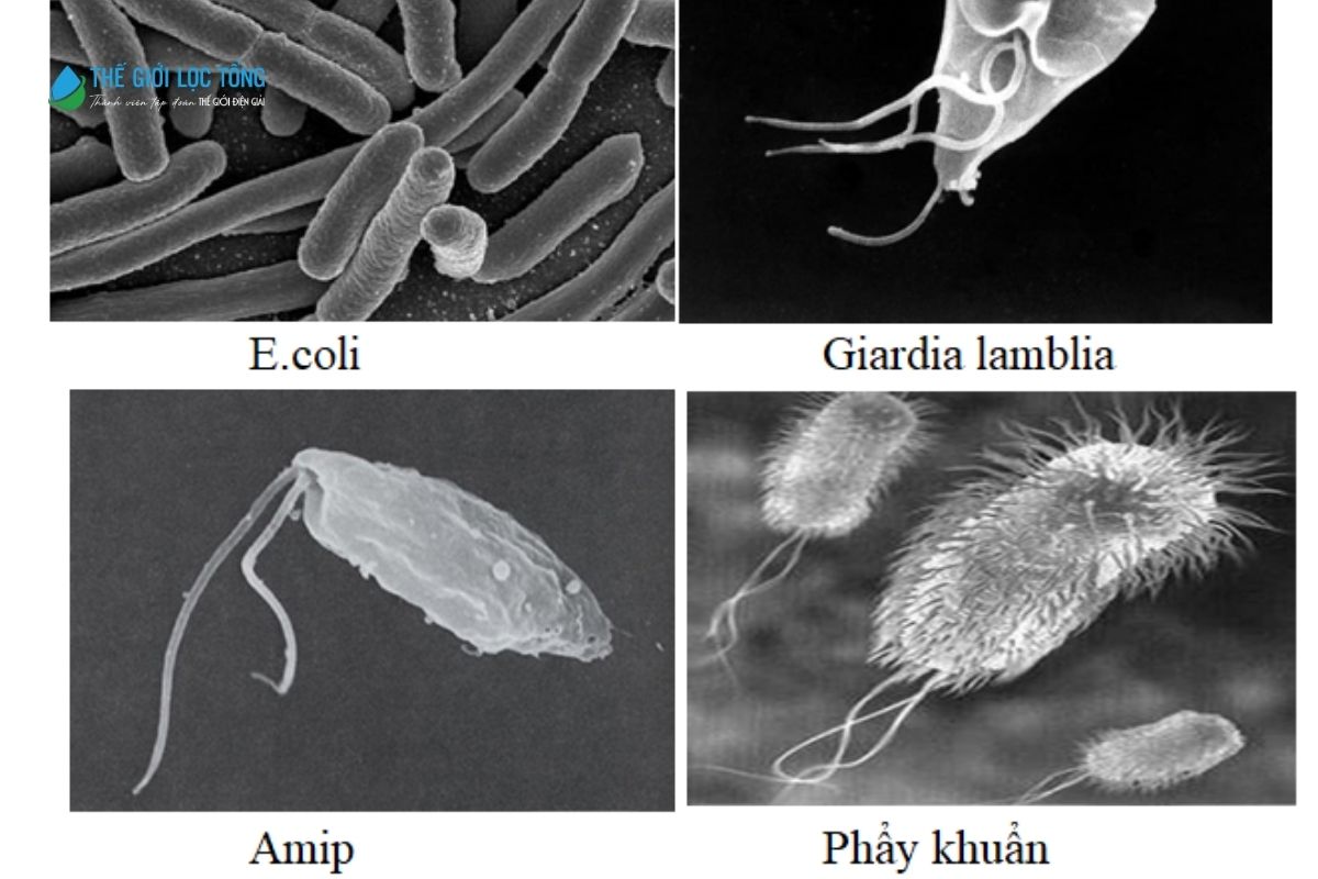 Nước nhiễm khuẩn – Mối nguy hại đối với sức khoẻ cộng đồng