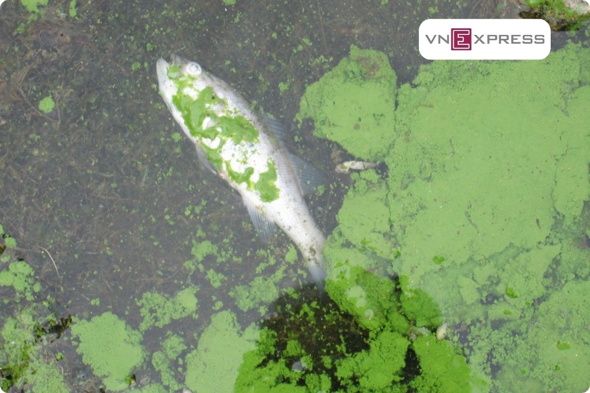 Báo Vnexpress đưa tin: “Dấu hiệu nguồn nước đang bị ô nhiễm”