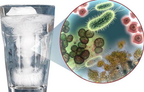 Vi khuẩn trong nước là gì?