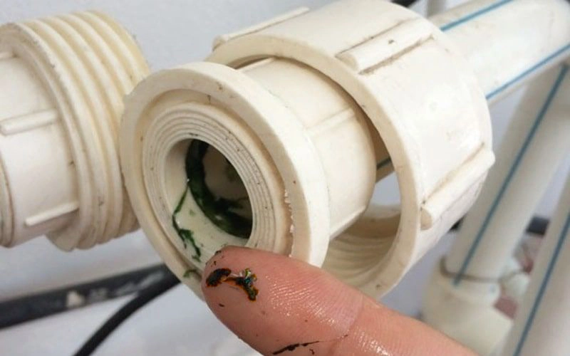 tac-hai-khi-duong-ong-khong-duoc-khu-trung-dinh-ky